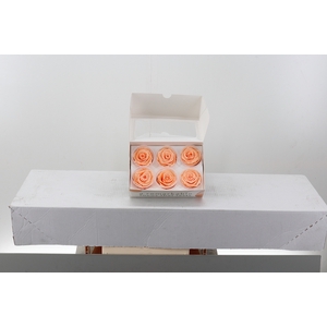 Rosa Preserved Peach