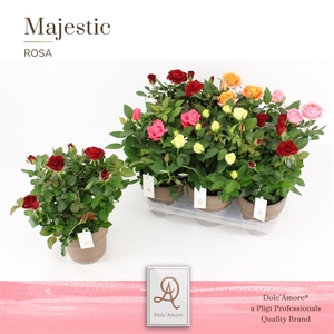 Rosa Kordana Grande gemengd