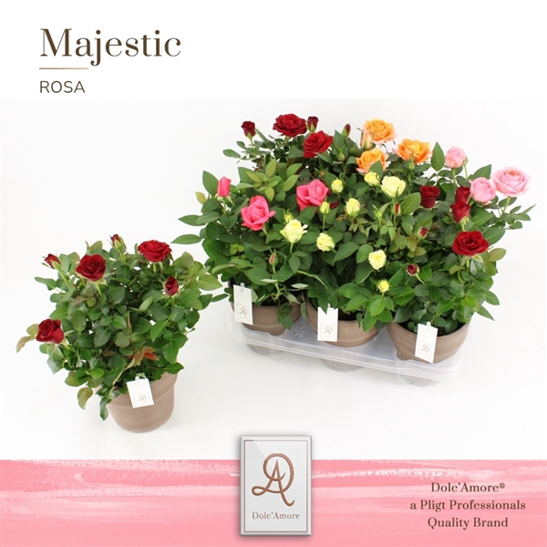 <h4>Rosa Kordana Grande gemengd</h4>