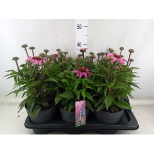 Echinacea purp. 'Mooodz Courage'