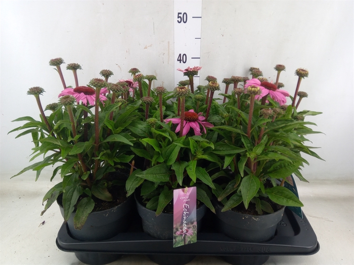 <h4>Echinacea purp. 'Mooodz Courage'</h4>