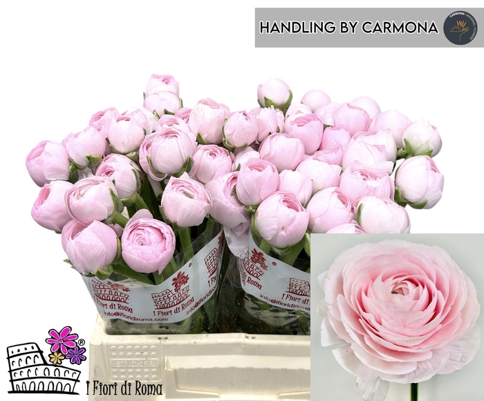 <h4>RAN SU LADY</h4>