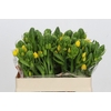 Ornithogalum Dubium Yellow Asa