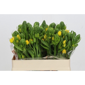 Ornithogalum Dubium Yellow Asa