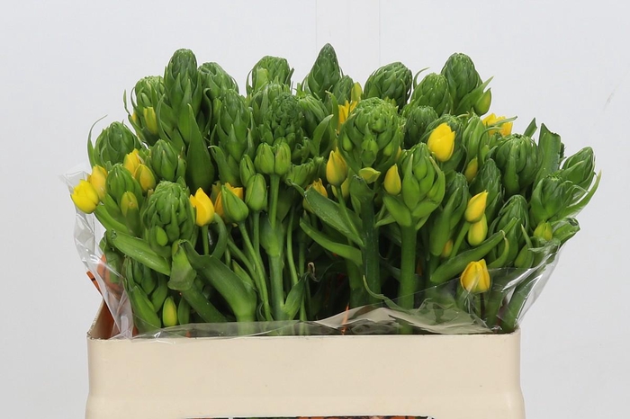 <h4>Ornithogalum Dubium Yellow Asa</h4>