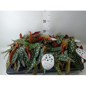 Begonia maculata