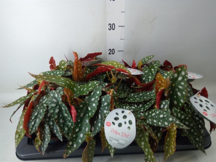 <h4>Begonia maculata</h4>