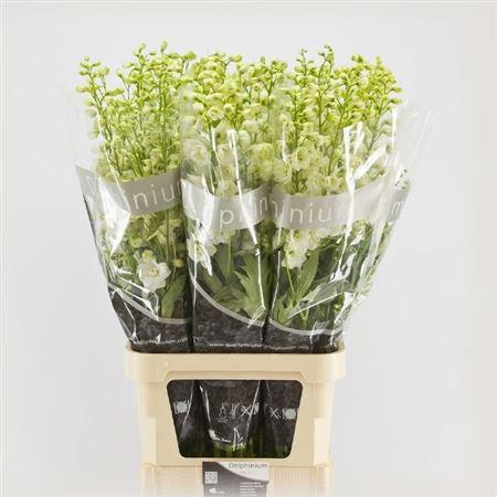 <h4>Delph Du Centurion White</h4>