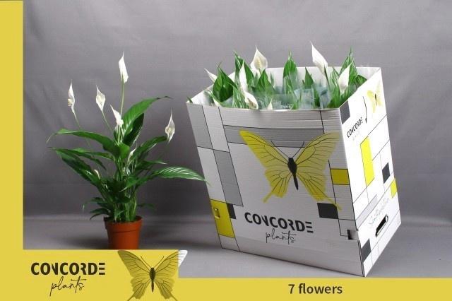 <h4>SPATH SWEET BENITO</h4>