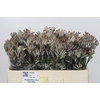Anigozanthos Cape Gray Moss