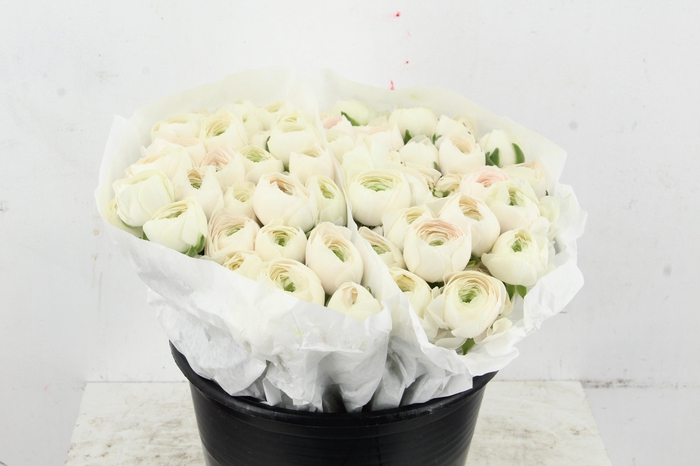 <h4>RAN SUCCES HANOI</h4>