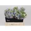 Oxypetalum Tweedia Blue