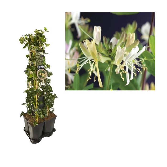 <h4>1 m. privacy mix Hedera + Lonicera 'Belgica Select' +label</h4>