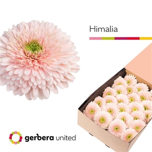 Ge Gr Pomponi Himalia Box United