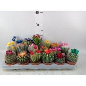 Cactus   ...decorated
