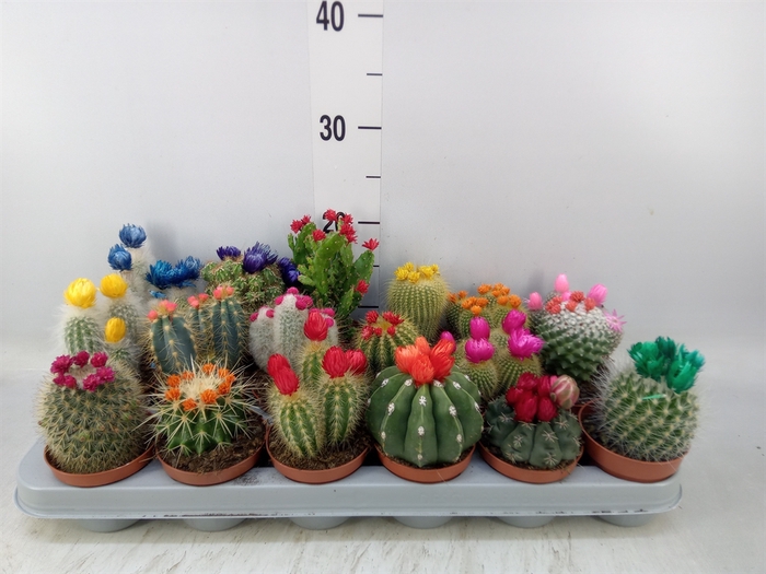 <h4>Cactus   ...decorated</h4>