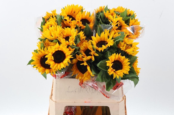 <h4>Heli Orange Fire</h4>