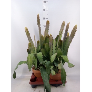Epiphyllum   ...