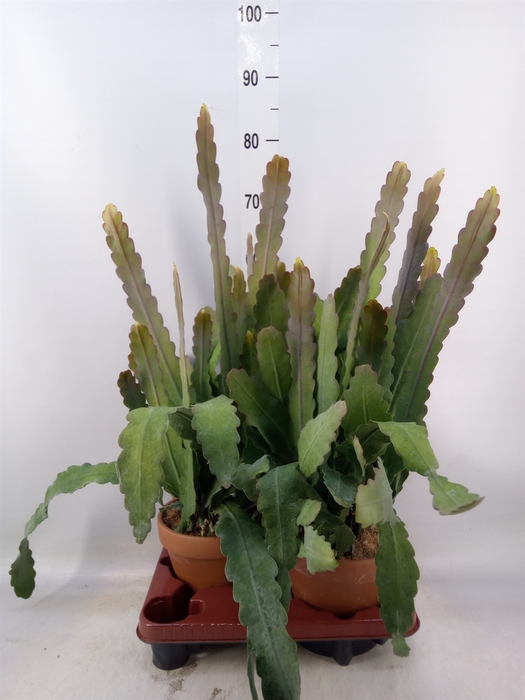 <h4>Epiphyllum   ...</h4>