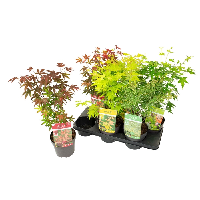<h4>ACER PALMATUM</h4>