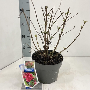 Buddleja Butterfly Candy Little Rub