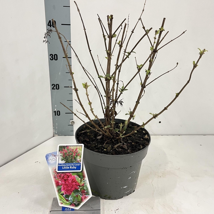 Buddleja Butterfly Candy Little Rub