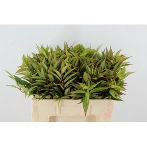 LEUCOTHOE WALTERI R. ROOD