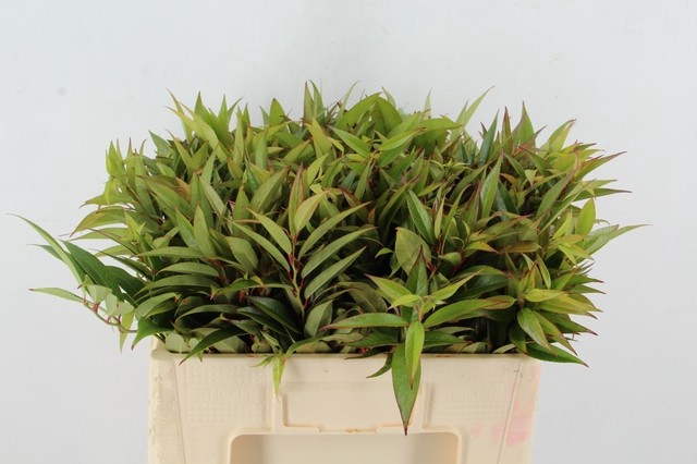 <h4>LEUCOTHOE WALTERI R. ROOD</h4>