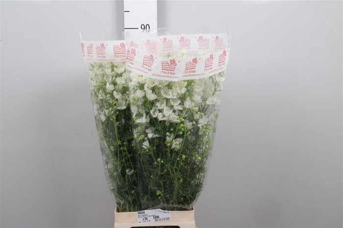 <h4>Delph En M Silky White</h4>