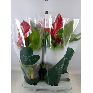 Anthurium andr. 'Melodia'