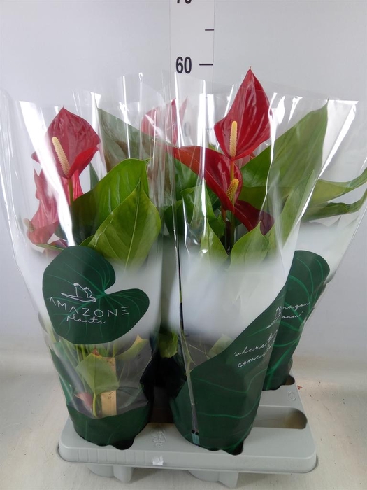 <h4>Anthurium andr. 'Melodia'</h4>