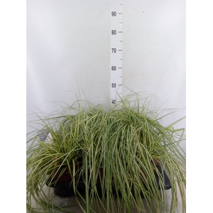 Carex hachijoensis 'Evergold'