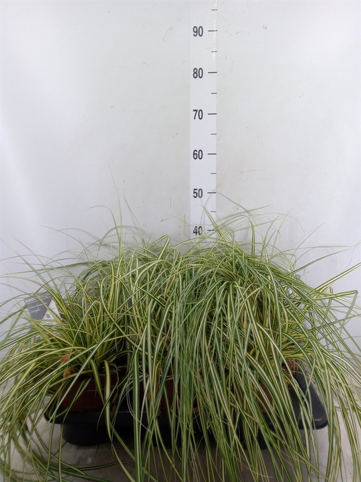 <h4>Carex hachijoensis 'Evergold'</h4>