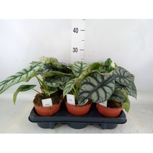 Alocasia   ...