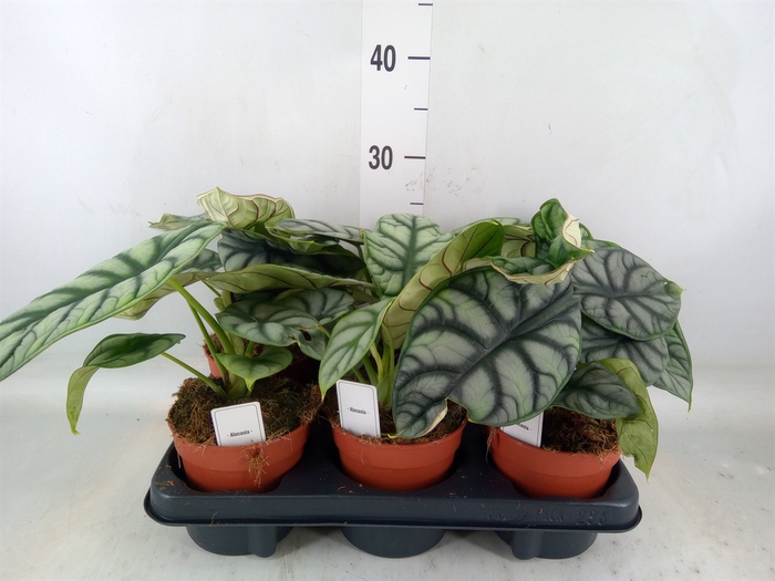 <h4>Alocasia   ...</h4>