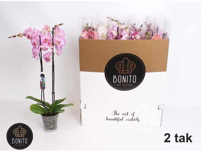 <h4>PHAL GEM 7 KL</h4>