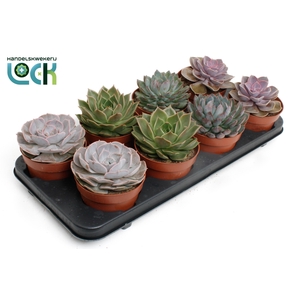 Echeveria Mix