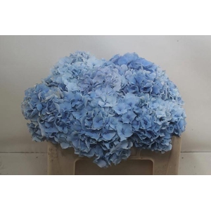 HYDR M CH CHALLEN BL