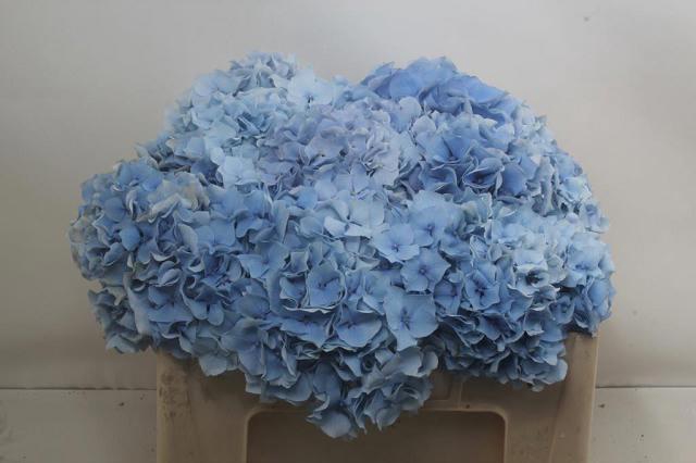 <h4>HYDR M CH CHALLEN BL</h4>