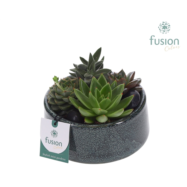 <h4>Pot Tol keramiek met Succulenten</h4>