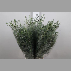 Euca Parvifolia Extra
