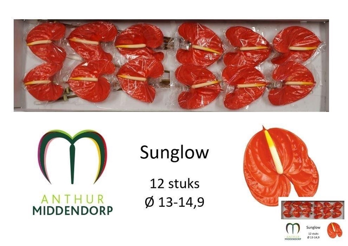 <h4>Anth A Sunglow</h4>