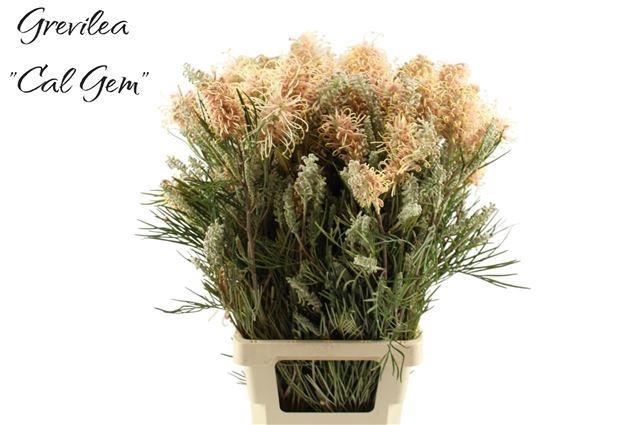 <h4>GREVI CAL GEM</h4>