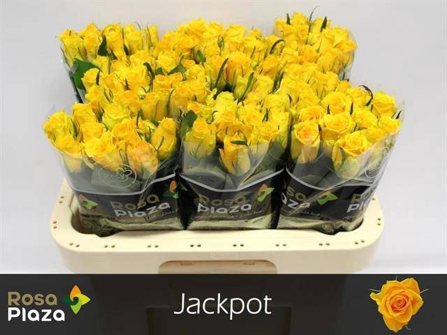 <h4>R Gr Jackpot+</h4>