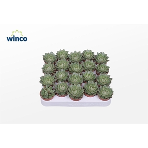 Echeveria Parva