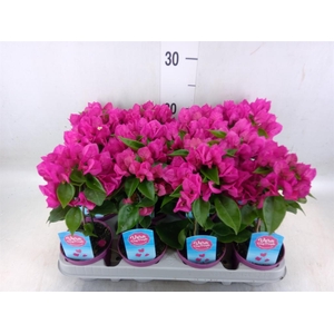 Bougainvillea  'Vera Dp Purple Imp'
