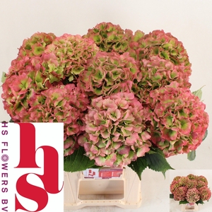 HYDR M CH WHI VER CL