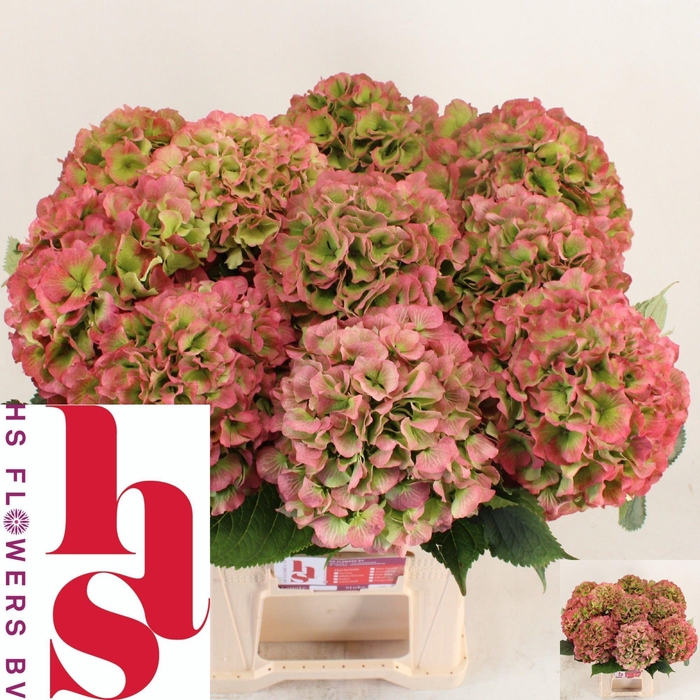 <h4>HYDR M CH WHI VER CL</h4>