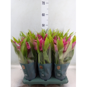 Guzmania  'Deseo Pink'