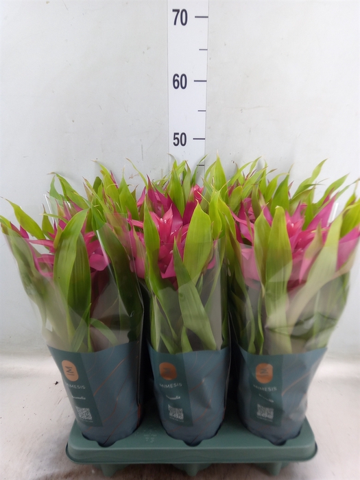 <h4>Guzmania  'Deseo Pink'</h4>